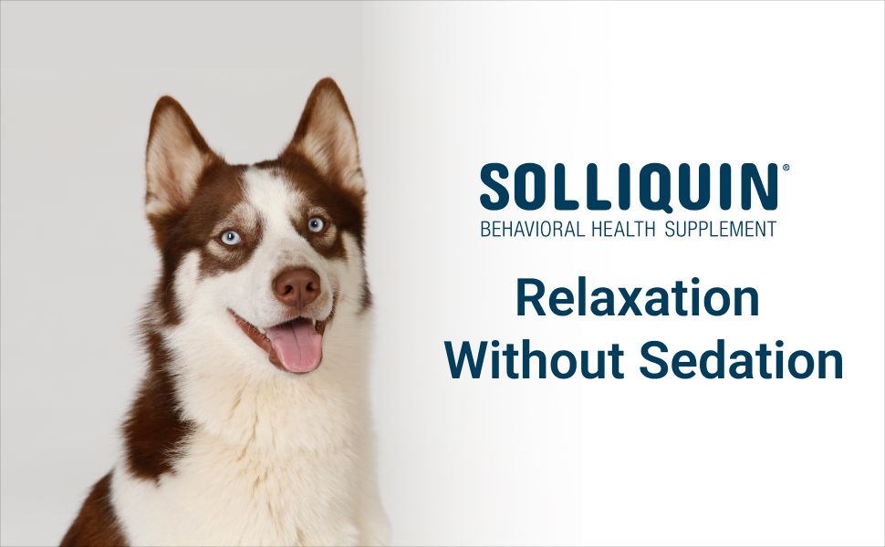 Solliquin Nutramax – Natural Calming Supplement for Dogs with Proven Anxiety Relief